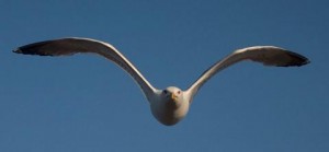 gaviota15