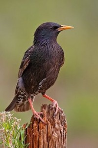 estornino