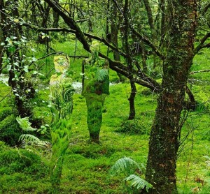 bosque