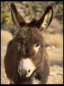 burro2