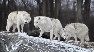 lobo branco