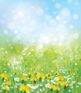 Vector  nature background with chamomiles and dandelions.