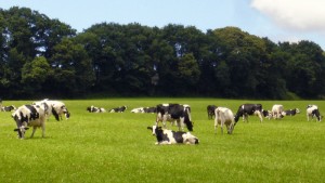 as nosas vacas descansando nos prados